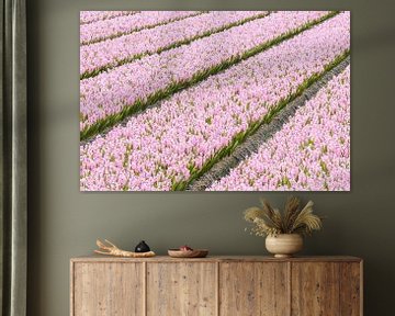 Pink hyacinth field by Zwoele Plaatjes