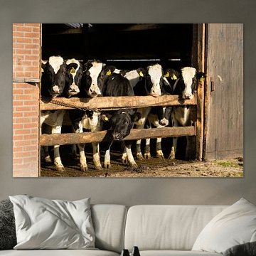 Koeien proeven de lente bij de ingang van de stal.