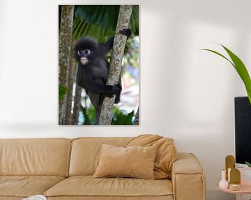 Nieuwsgierig Brillangoer aapje in palmboom