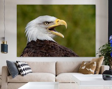 Bald Eagle by Petra Bos