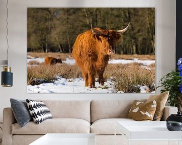 Scottish Highland cattle in the snow near the Posbank by Rob Kints