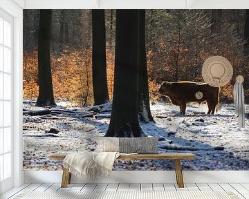 Schotse Hooglander in de sneeuw nabij de Posbank van Rob Kints