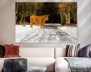 Scottish Highlander in the snow near the Posbank by Rob Kints