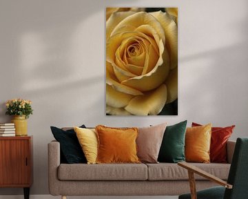 Gros plan sur une rose jaune avec des gouttes de rosée sur De Muurdecoratie