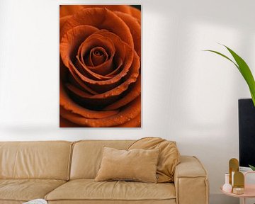 Rose orange avec gouttes de rosée gros plan sur De Muurdecoratie