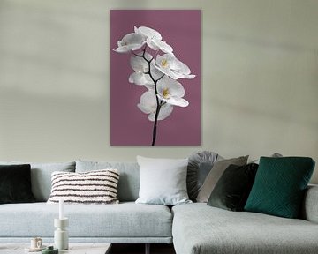 Witte orchidee