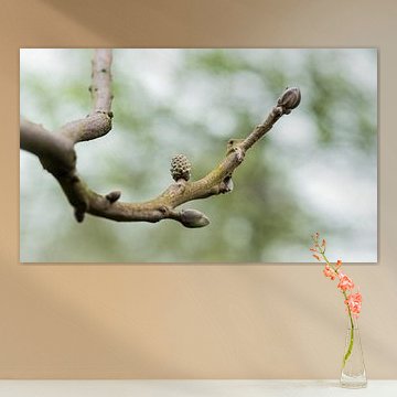 Walnut in shell by Rietje Bulthuis