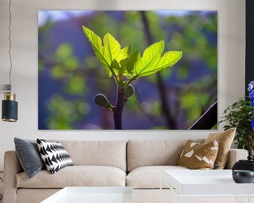 Nouvelles feuilles de figuier sur Images from a hillside in Umbria