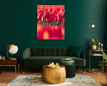 Red Tulip by Saskia Strack