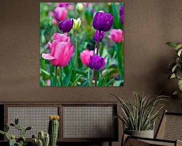 Colourful tulip dream in spring by Silva Wischeropp