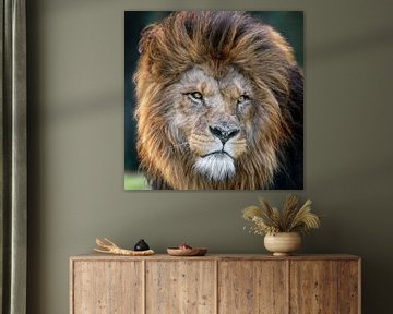 African lion