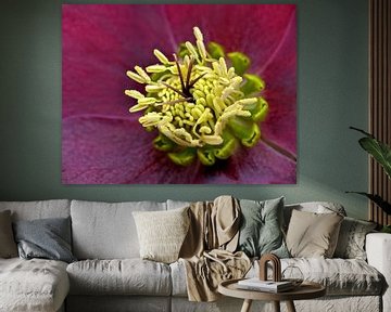 Helleborus sur Caroline Lichthart