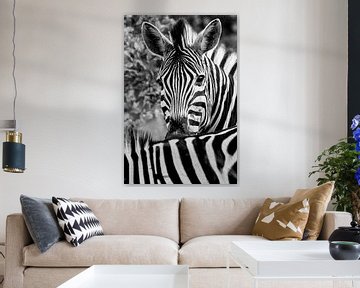 zebra by Eric van den Berg