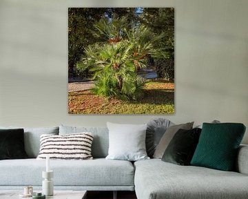 CROATIA : PALM TREE IN VLADIMIR NAZOR PARK ZADAR by Photoart-Naegele