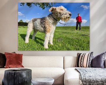 Leashed Fox Terrier with his nose in the wind by Rob Kints