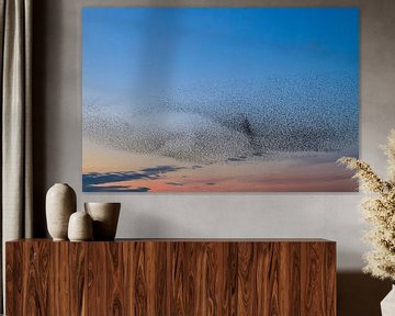 Starling murmuration during sunset by Sjoerd van der Wal Photography