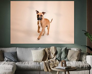 Playful staffordshire bull terrier puppy dog in studio with beige background colour by Elisabeth Vandepapeliere