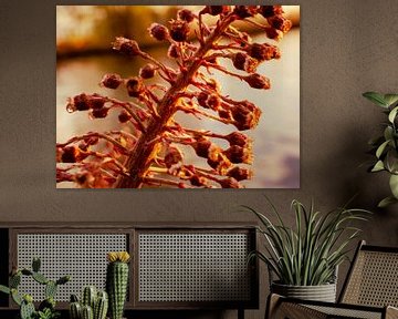 Sommerlicht auf dem Blütenstand eines Großen Hufeisenblatts von Jan Willem de Groot Photography