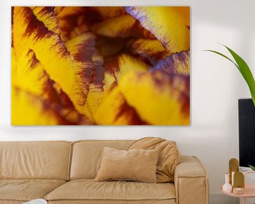 Yellow anemone by Hans Heemsbergen