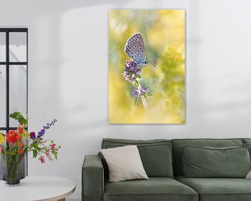 Butterfly in a sea of flowers by Samuel Houcken