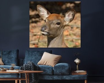 Deer in the USA by Karel Frielink