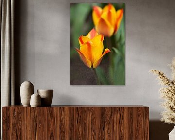 Tulips by Ada Zyborowicz