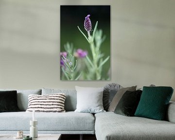 Lavendel sur Meleah Fotografie