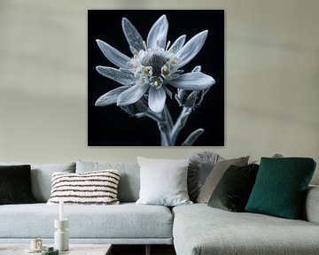 Portrait d'une fleur d'Edelweiss sur TheXclusive Art