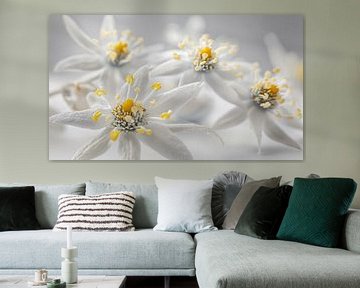 Edelweiß Blume Porträt Panorama weiß von TheXclusive Art