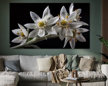 Edelweiss bloem portret panorama zwart van TheXclusive Art