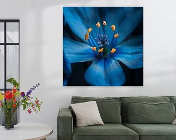 Makrofotografie einer blau-gelben Blume von TheXclusive Art