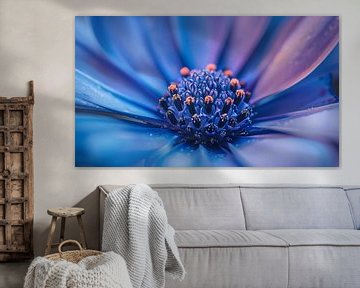 Blau-violette Blume Makrofotografie Panorama von TheXclusive Art