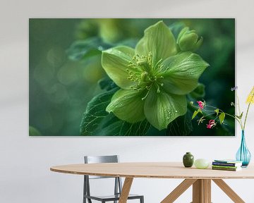 Groene bloem macrofotografie panorama van TheXclusive Art