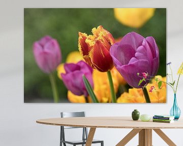 een rood gele siertulp tussen paarse en gele tulpen van W J Kok