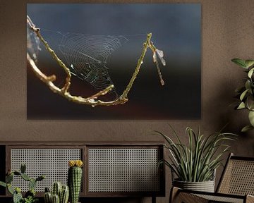 Spinnenweb waterjuffer by Dennis van de Water
