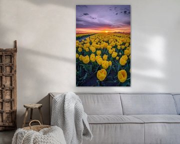 Geel tulpenveld zonsopkomst van Sidney van den Boogaard