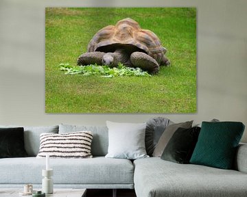 Aldabra-Schildkröte von Jose Lok