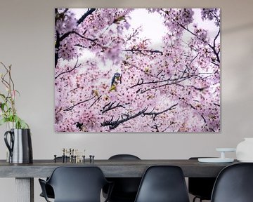 Great tit in the pink blossom