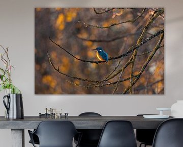 IJsvogel in de herfst