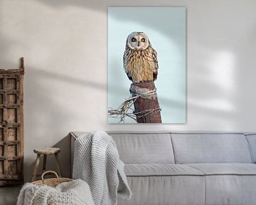 Hibou des marais sur un poteau sur Laura Burgman