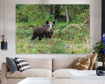 Wild zwijn