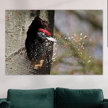 Zwarte Specht aan het werk