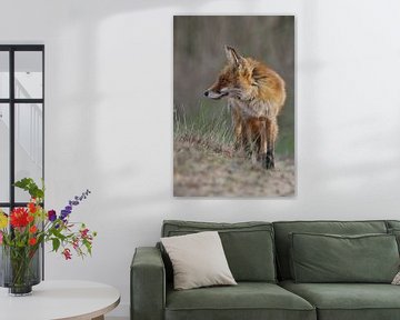 Volwassen vos in veld van Laura Burgman