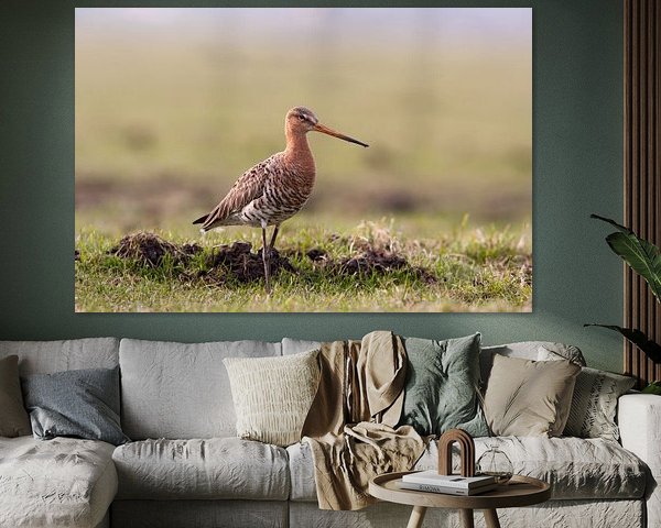 Black-tailed godwit in the meadow