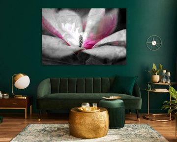 Magnolia in bloei. Bijvoorbeeld op acryl, als artFrame of ingelijst. van Josine Claasen