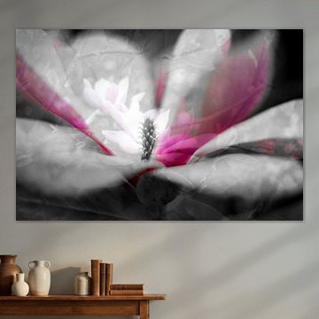 Magnolia in bloom. For example on acrylic, as an artFrame or framed.