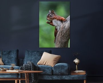 The Red Squirrel by Laura Burgman