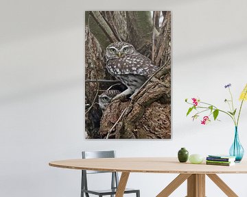 Stone owls by Laura Burgman
