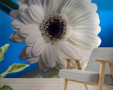 White Gerbera with blue background with gradient by Marjolijn van den Berg