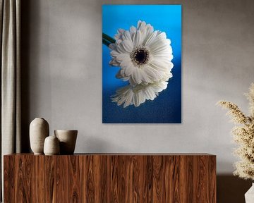 Witte Gerbera met blauwe achtergrond met verloop van Marjolijn van den Berg